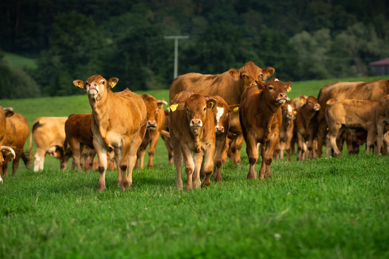 Rinderherde auf einer grünen Weide
